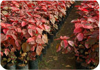 ACALYPHA ROSEA 